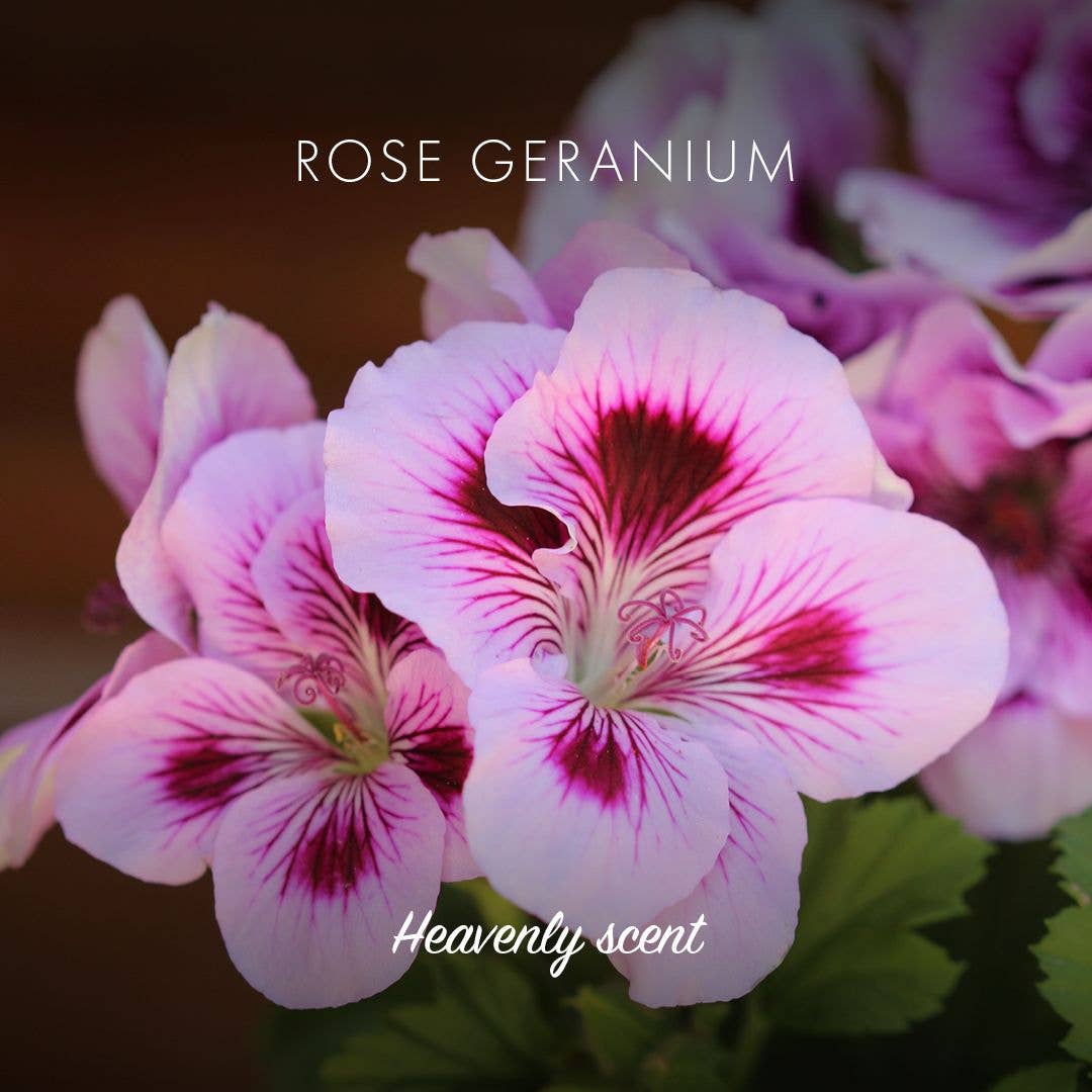 Rose Geranium Eco Friendly Soap Bar